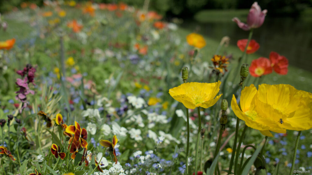 Bunte Blumenwiese mit gelben und roten Blüten.