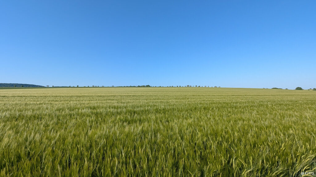 Grünes Weizenfeld unter klarem Himmel.